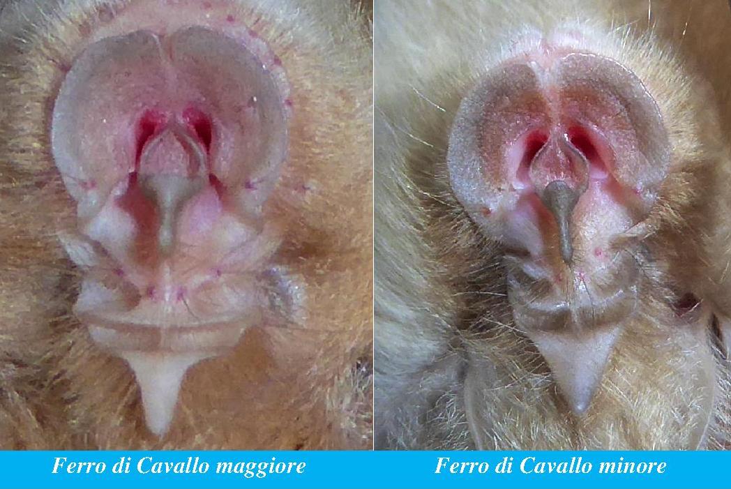 Pipistrello da identificare